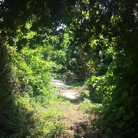 Elani Bliss カッサンドレイア