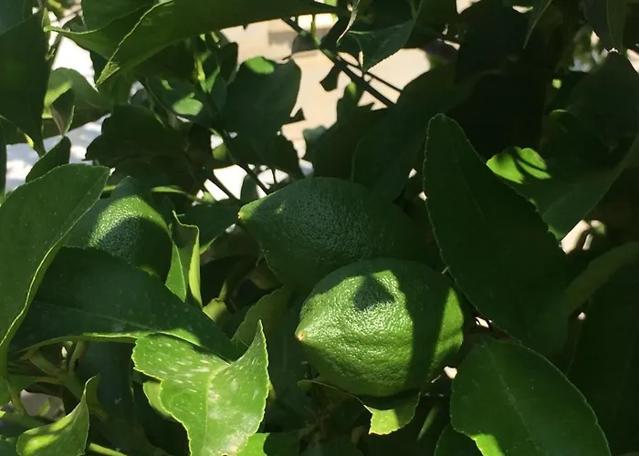 Elani Bliss Kassandria