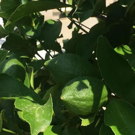 Elani Bliss Кассандра